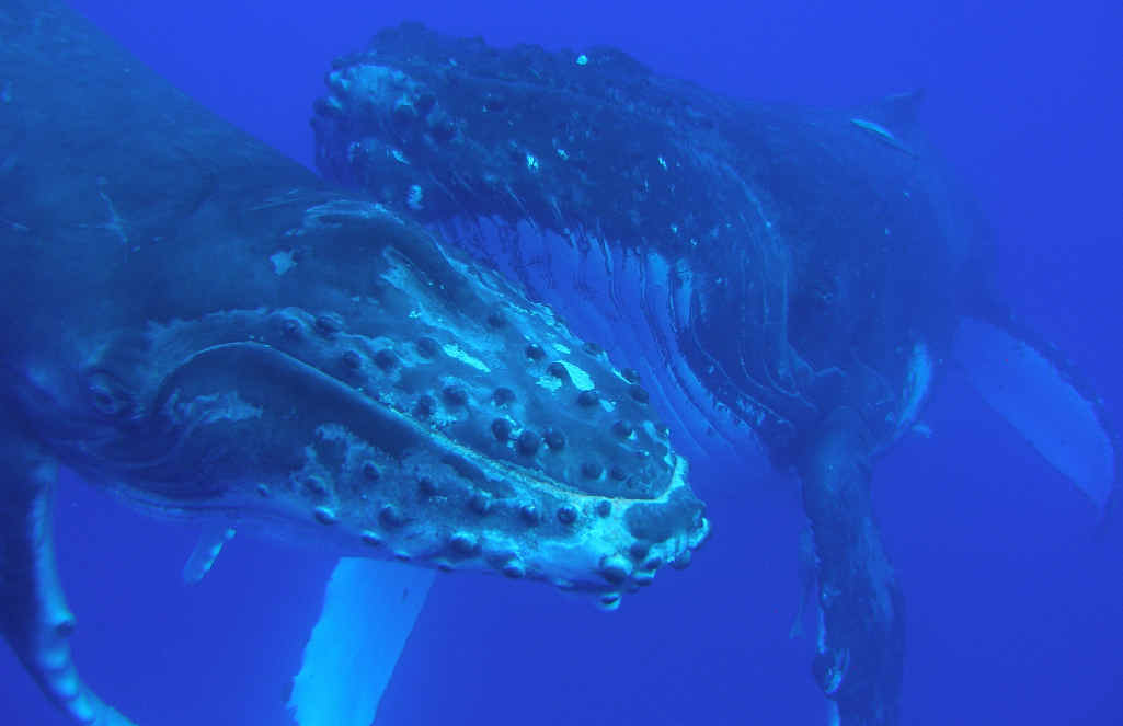 Whale watchers can swim with the whales off Mooloolaba. Whale watchers can swim with the whales off Mooloolaba.